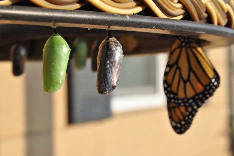 Cocoons blossoming