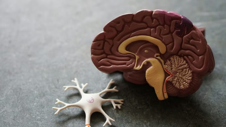 Brain rot antidotes