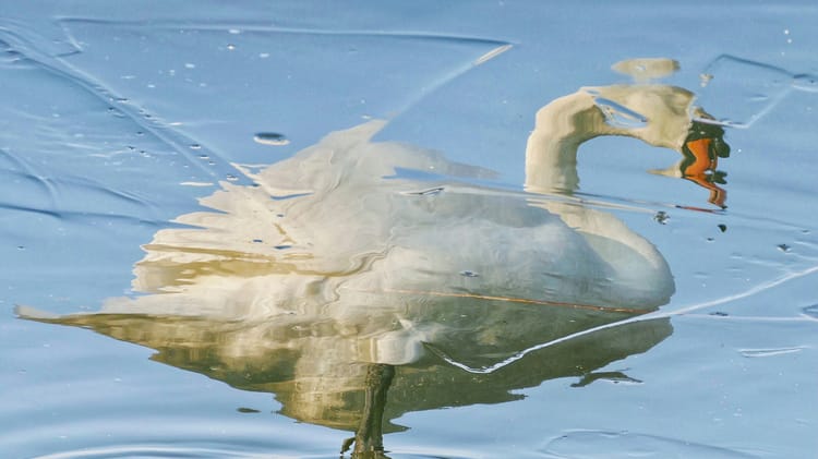 rippling reflection of a swan on water