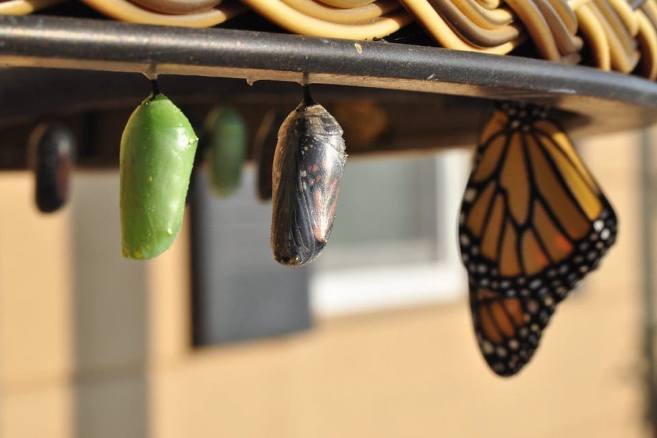 Cocoons blossoming
